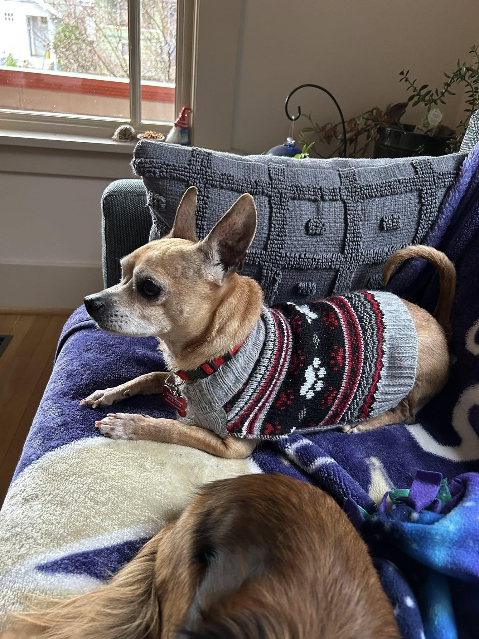 Enlarge Brewster, a ADOPTABLE mixed breed in Covington, WA image 3/6