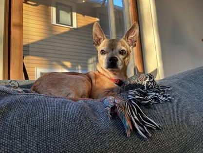 Brewster, ADOPTABLE, Adult Male Chihuahua & Miniature Pinscher.