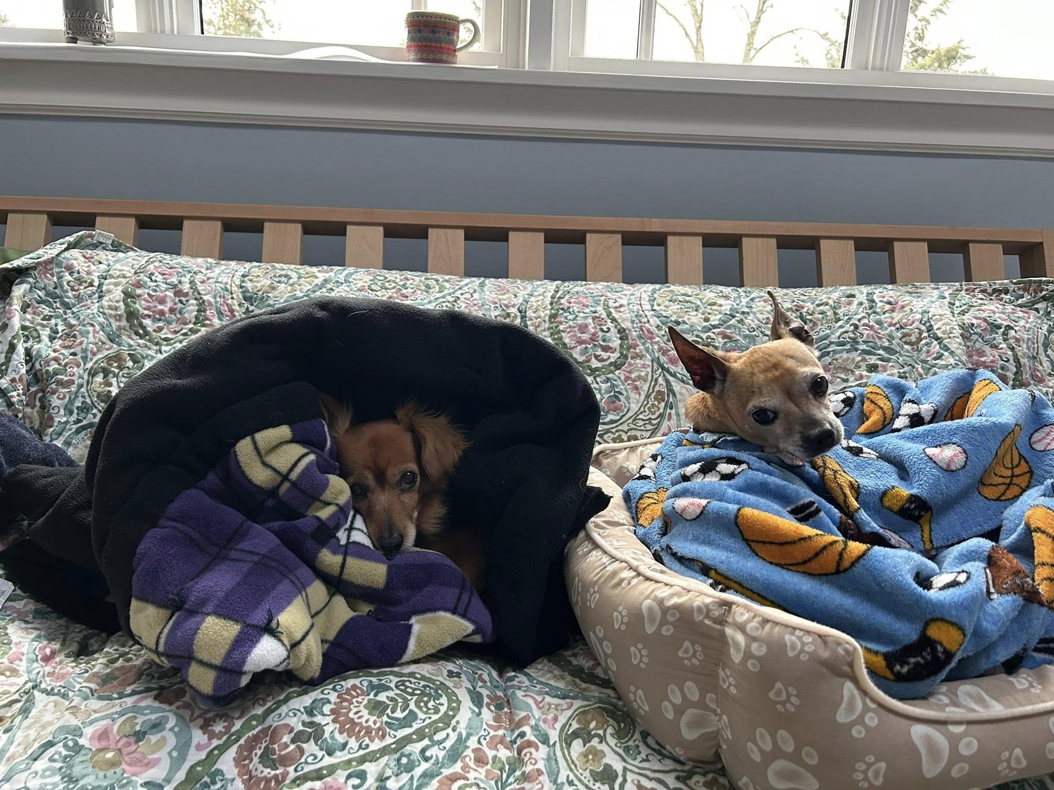 Enlarge Brewster, a ADOPTABLE mixed breed in Covington, WA image 4/6