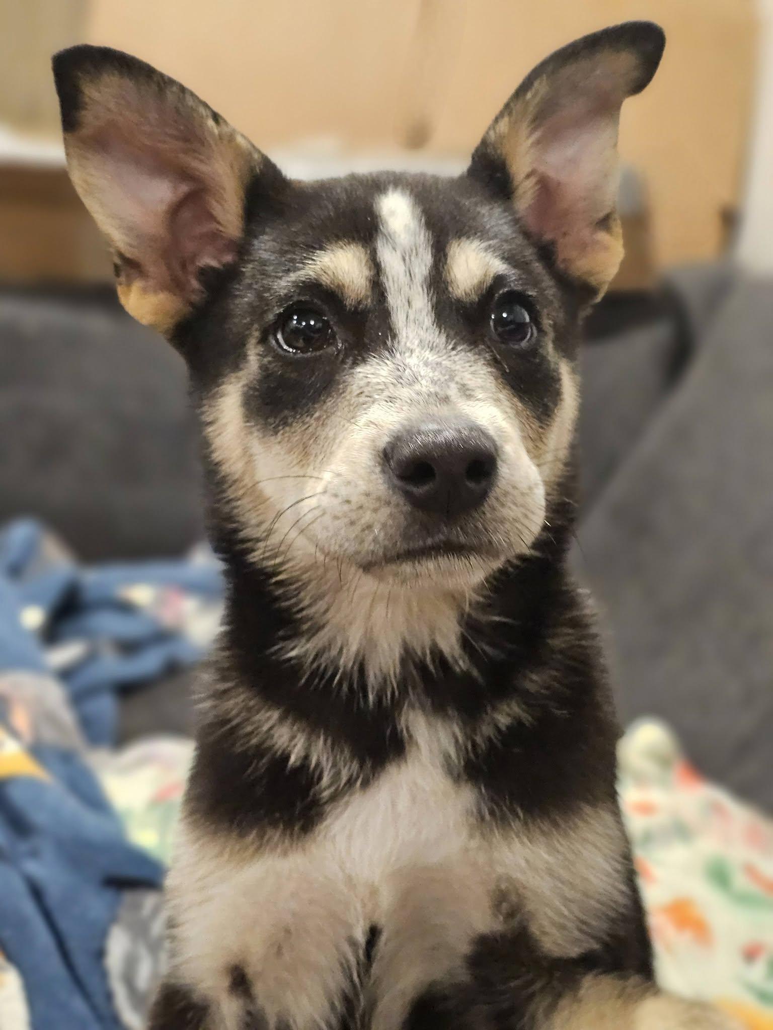 Yarrow, a ADOPTABLE German Shepherd Dog in Fort Payne, AL image 6/6