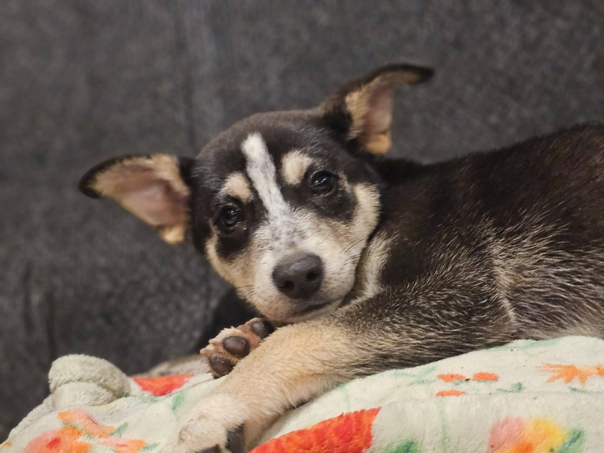 Yarrow, a ADOPTABLE German Shepherd Dog in Fort Payne, AL image 5/6