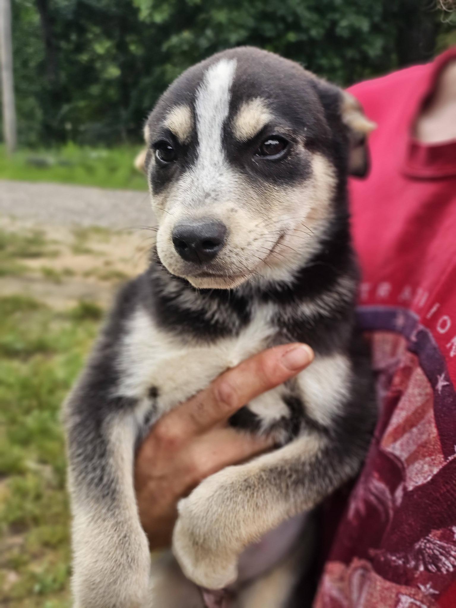 Yarrow, a ADOPTABLE German Shepherd Dog in Fort Payne, AL image 3/6
