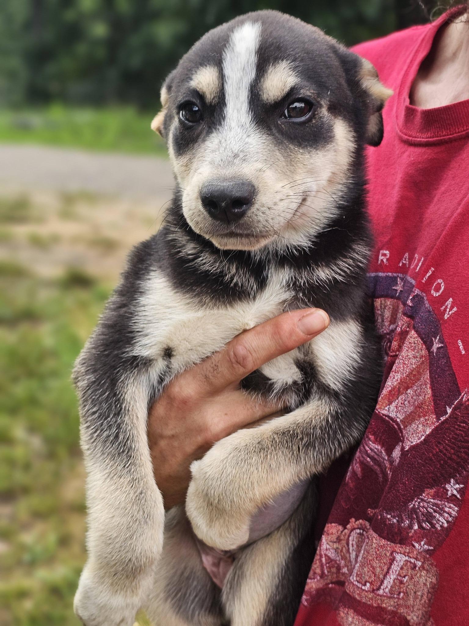 Yarrow, a ADOPTABLE German Shepherd Dog in Fort Payne, AL image 4/6