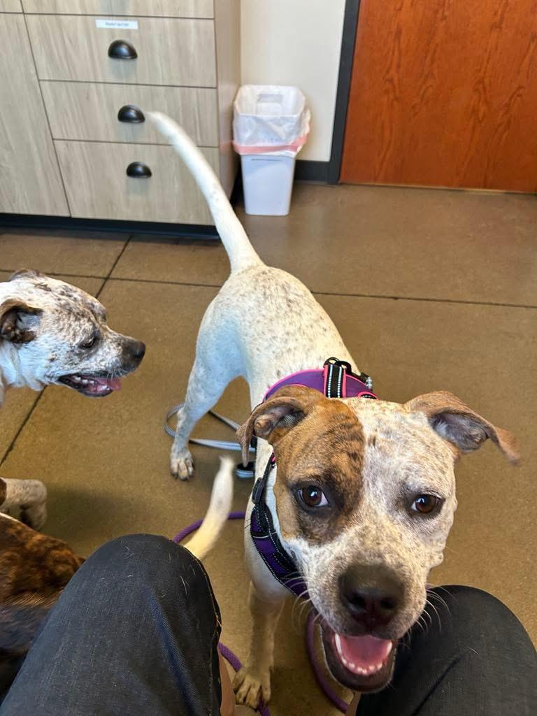 Scarlett ~Courtesy Post~