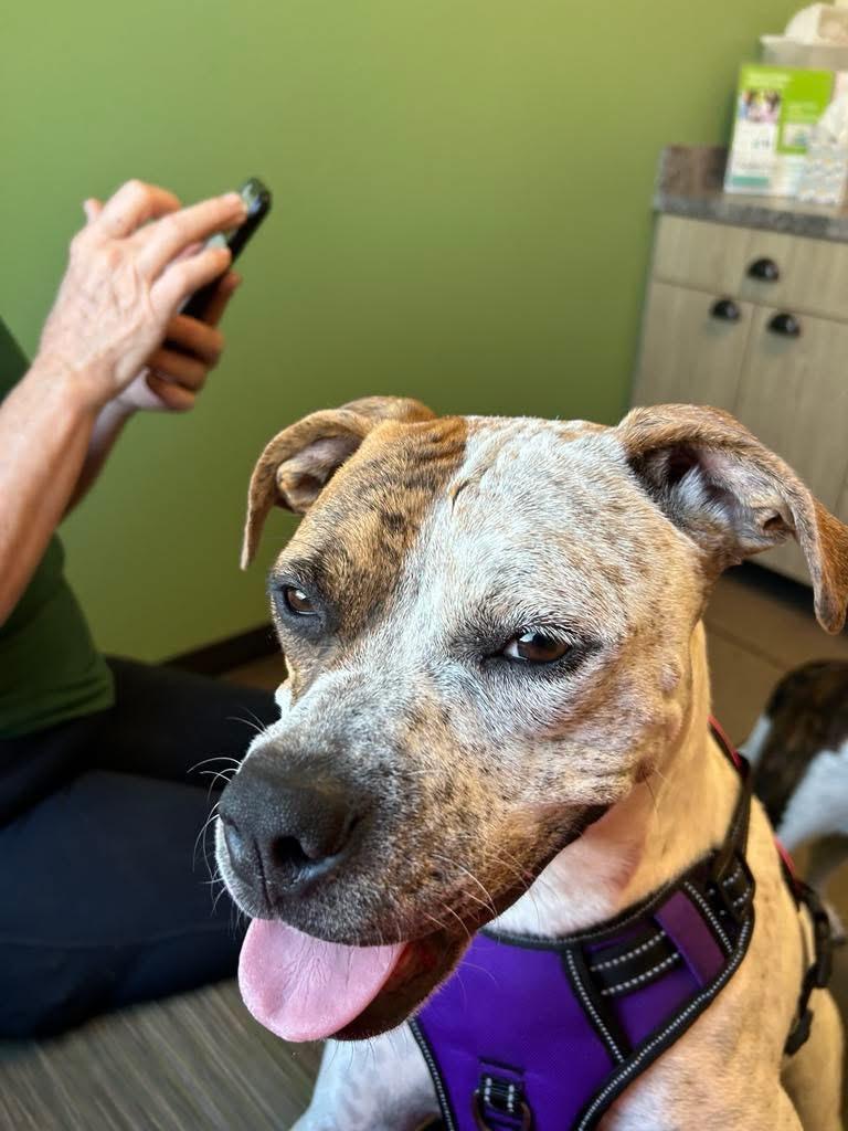 Scarlett ~Courtesy Post~