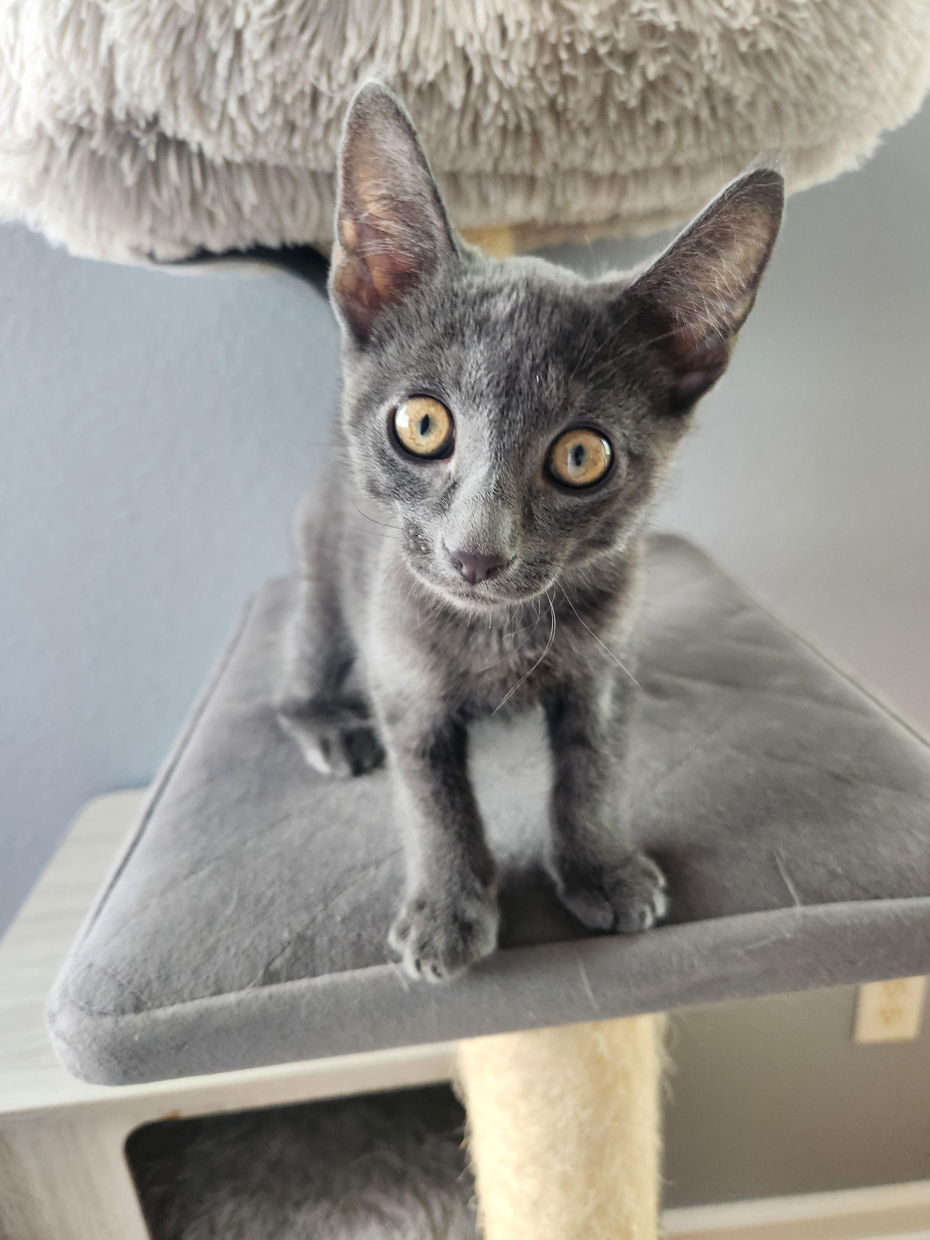 Petrie, Adoptable, Kitten Male Domestic Short Hair.