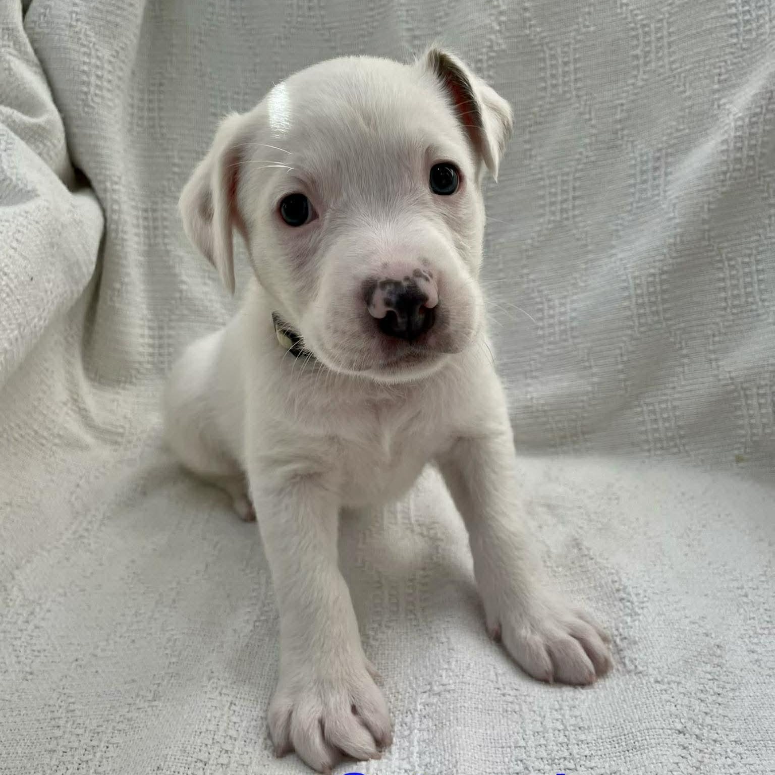 Enlarge OATMEAL, a ADOPTABLE mixed breed in Madisonville, LA image 2/2