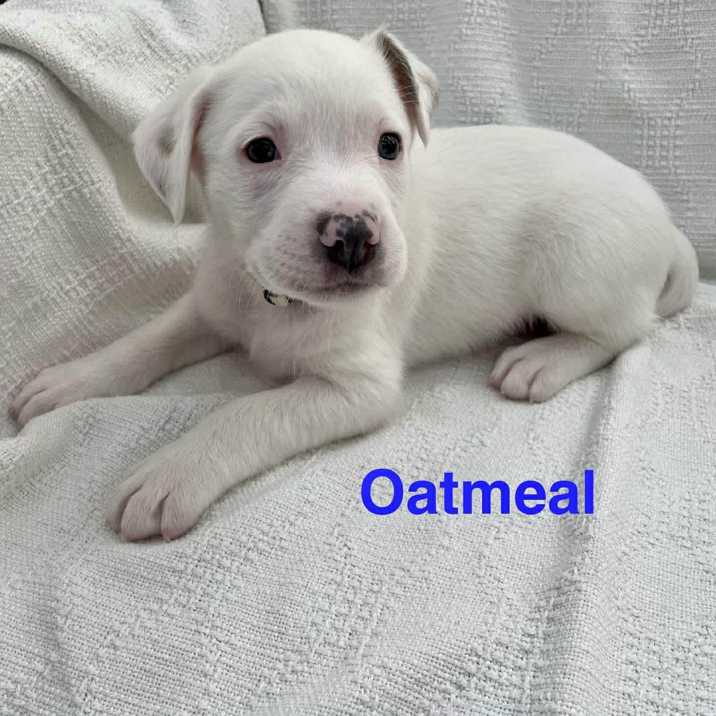 OATMEAL, ADOPTABLE, Puppy Male Jack Russell Terrier & Great Dane.