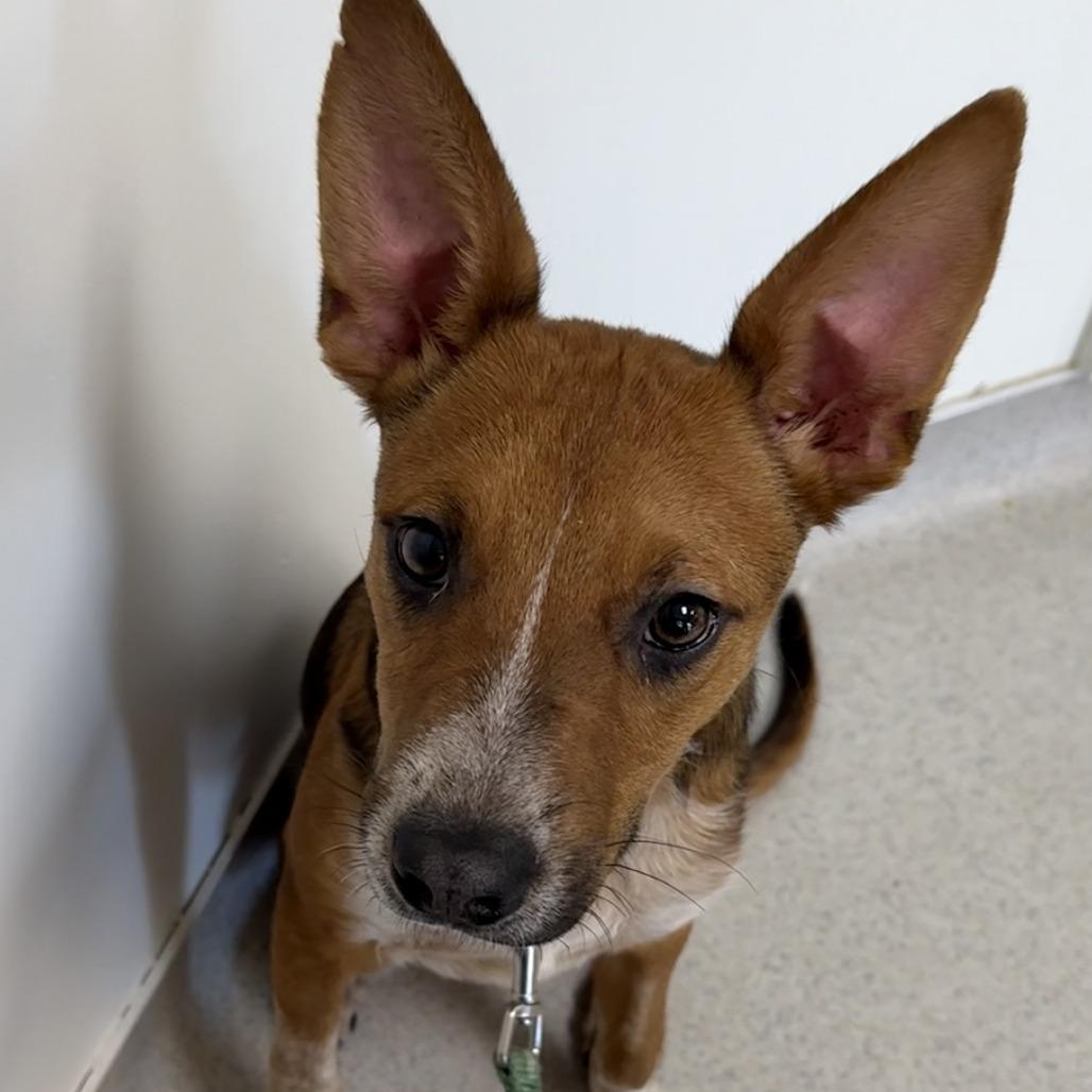 Sam, Adoptable, Adult Male Australian Cattle Dog / Blue Heeler & Cattle Dog.