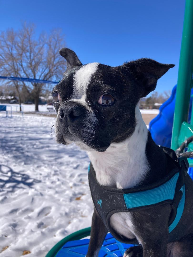 Enlarge Percy in CO, a ADOPTABLE Boston Terrier in Littleton, CO image 2/6