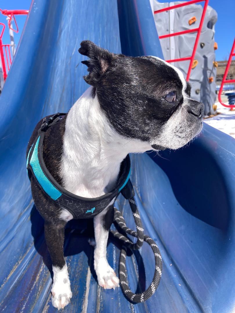 Enlarge Percy in CO, a ADOPTABLE Boston Terrier in Littleton, CO image 5/6