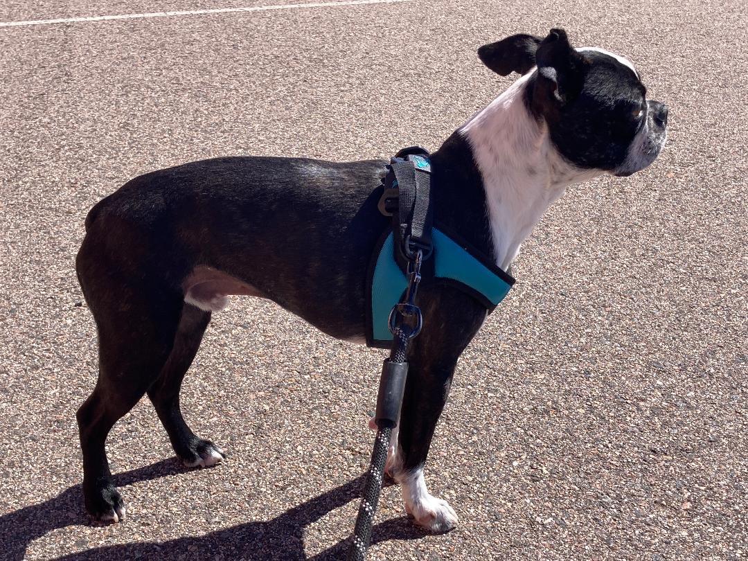 Enlarge Percy in CO, a ADOPTABLE Boston Terrier in Littleton, CO image 4/6