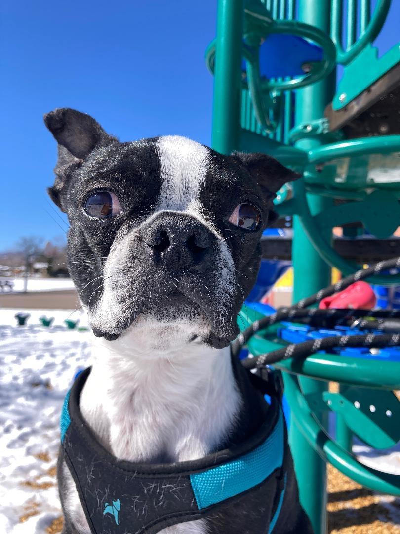 Enlarge Percy in CO, a ADOPTABLE Boston Terrier in Littleton, CO image 1/6