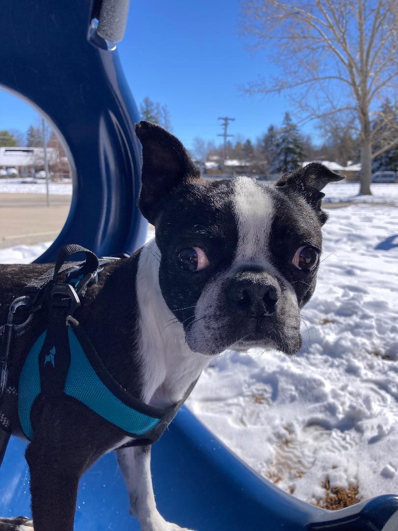 Enlarge Percy in CO, a ADOPTABLE Boston Terrier in Littleton, CO image 6/6
