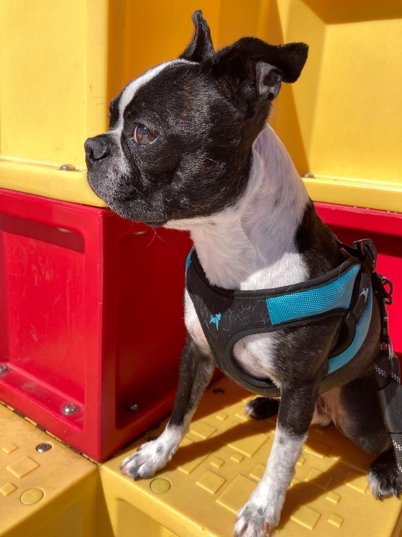 Enlarge Percy in CO, a ADOPTABLE Boston Terrier in Littleton, CO image 3/6
