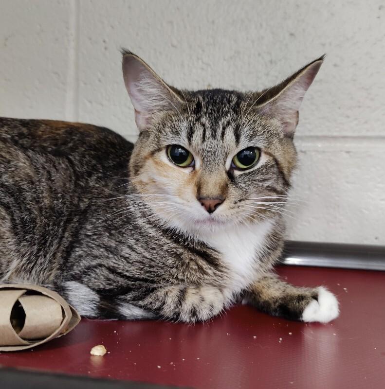 Tigger, Adoptable, Adult Female Domestic Long Hair.