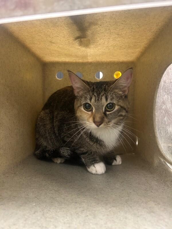 Enlarge Tigger, a Adoptable Domestic Long Hair in Fruit Heights, UT image 2/4