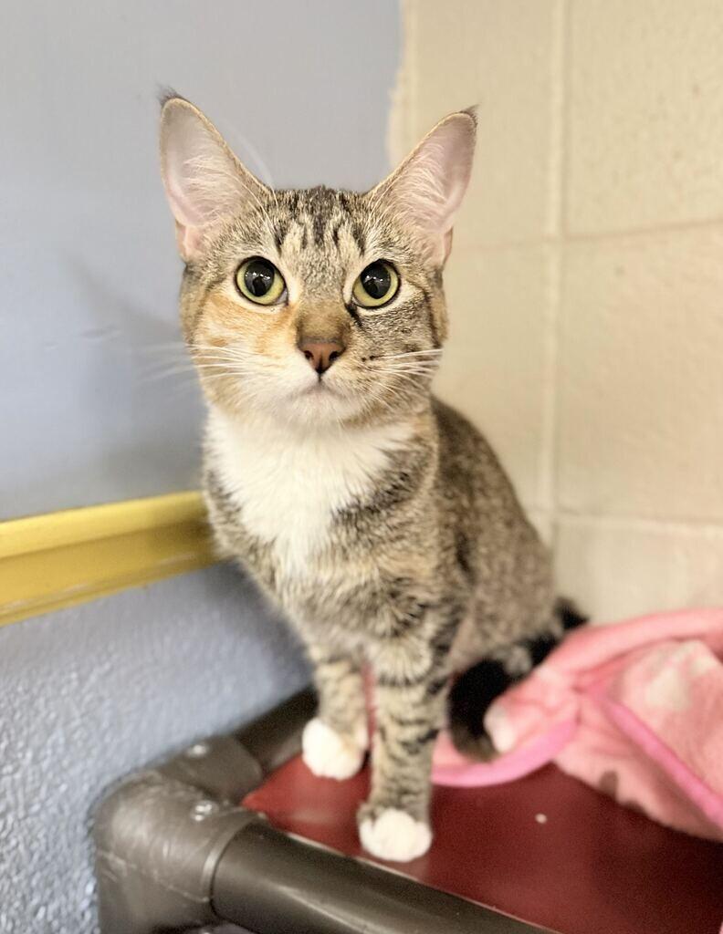 Enlarge Tigger, a Adoptable Domestic Long Hair in Fruit Heights, UT image 3/4