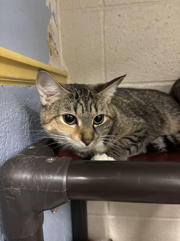 Enlarge Tigger, a Adoptable Domestic Long Hair in Fruit Heights, UT image 4/4