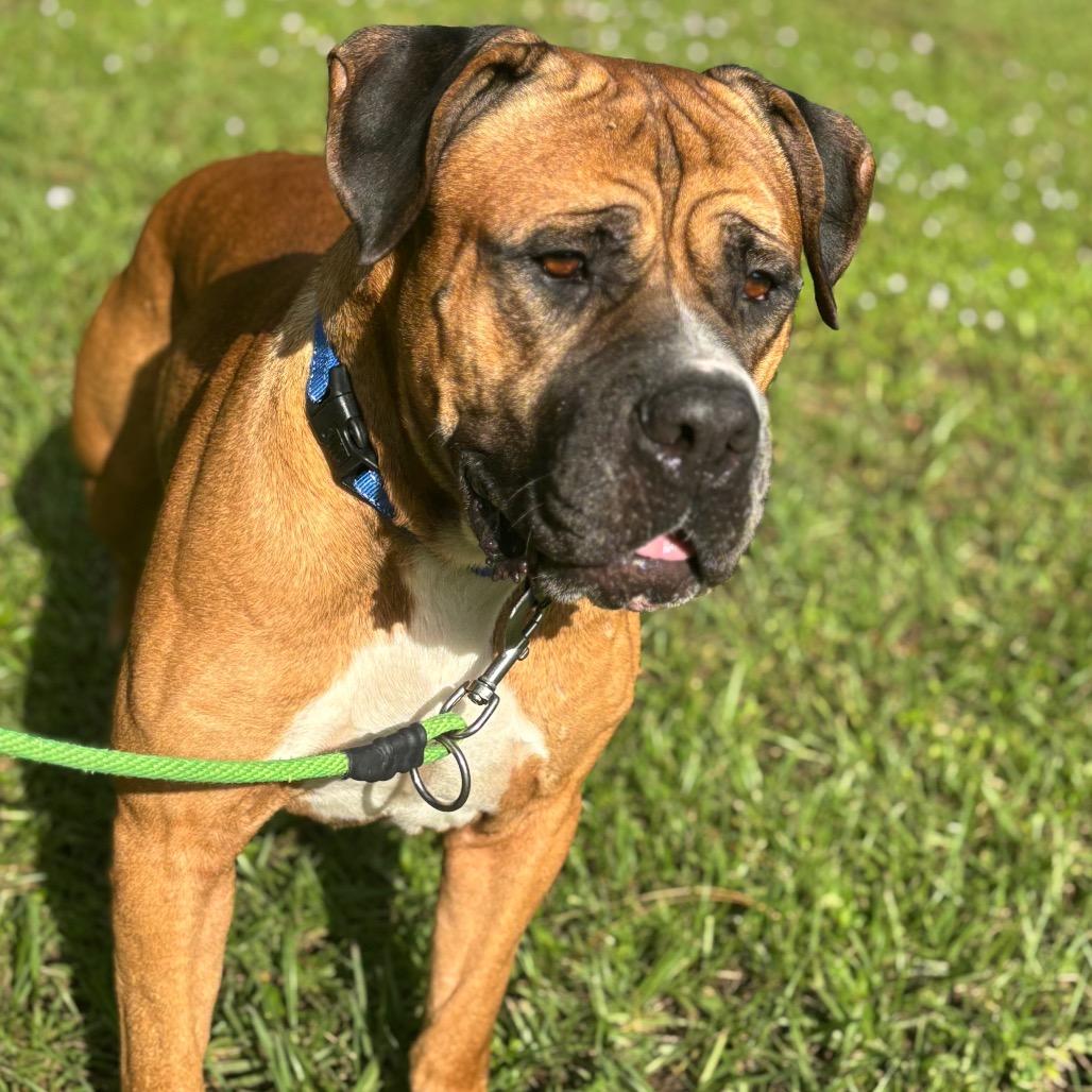 Enlarge Bolo, a Adoptable mixed breed in Titusville, FL image 1/3