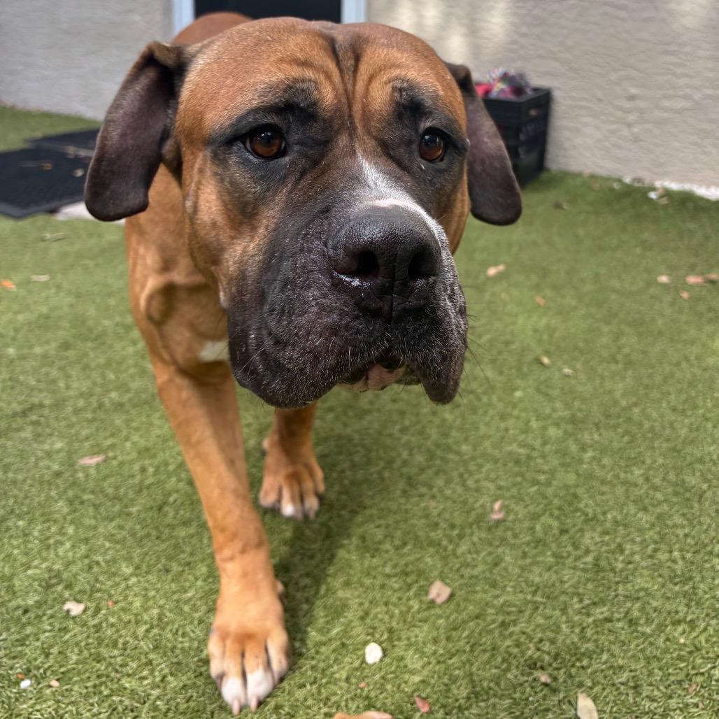 Enlarge Bolo, a Adoptable mixed breed in Titusville, FL image 2/3