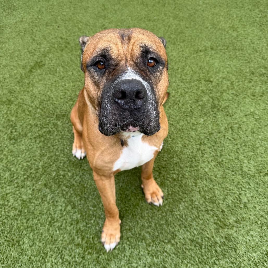 Enlarge Bolo, a Adoptable mixed breed in Titusville, FL image 3/3