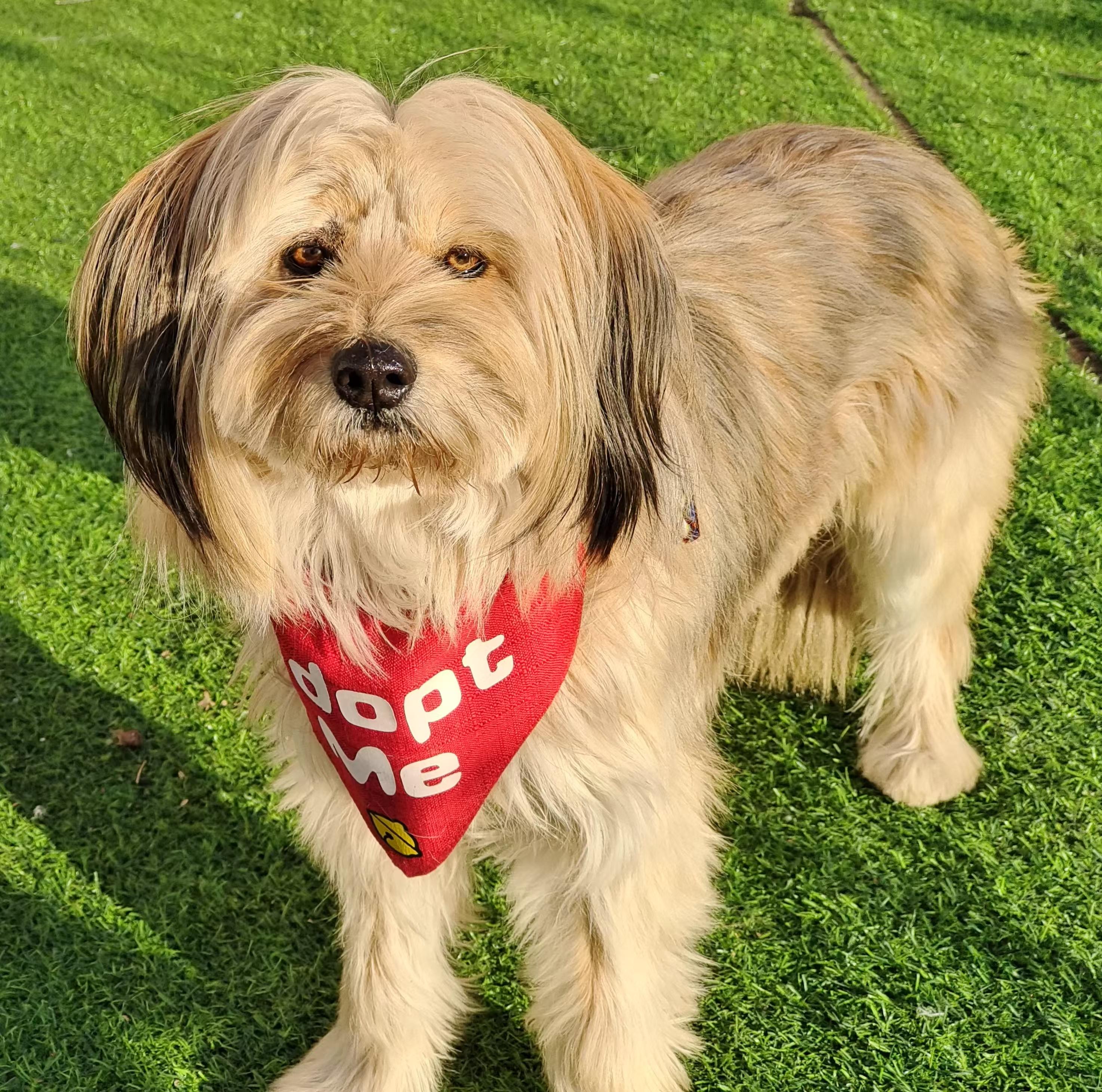 Enlarge Dora, a Adopted mixed breed in Richmond, BC image 4/6