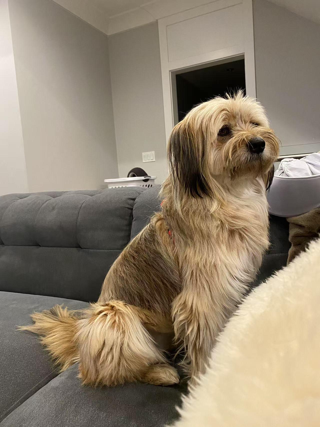 Dora, Adopted, Adult Female Tibetan Terrier.