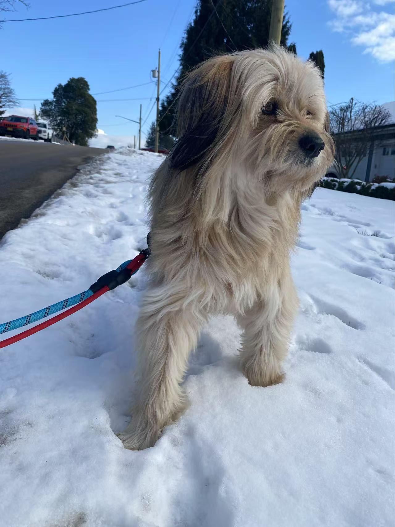 Enlarge Dora, a Adopted mixed breed in Richmond, BC image 2/6