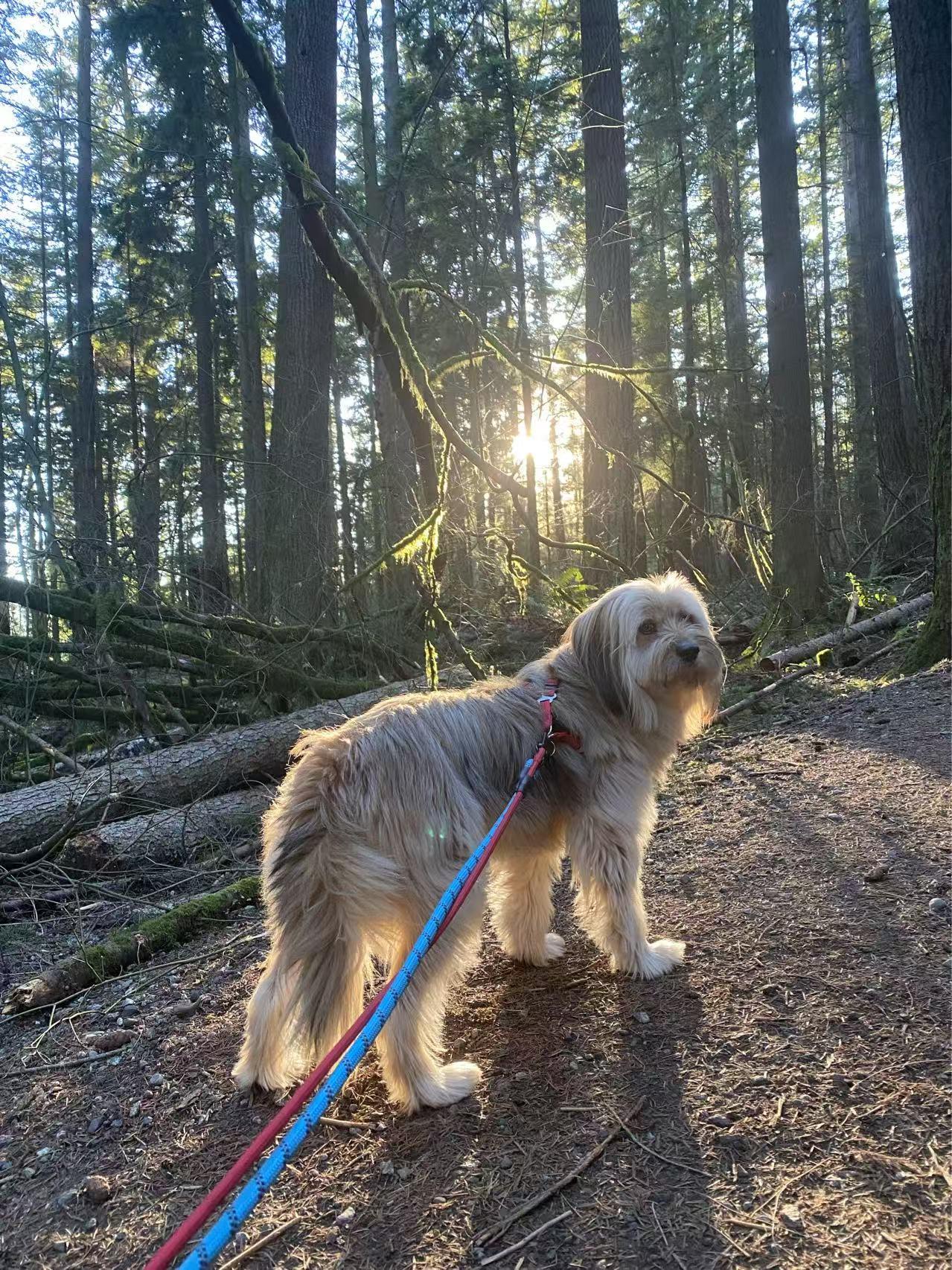 Enlarge Dora, a Adopted mixed breed in Richmond, BC image 3/6