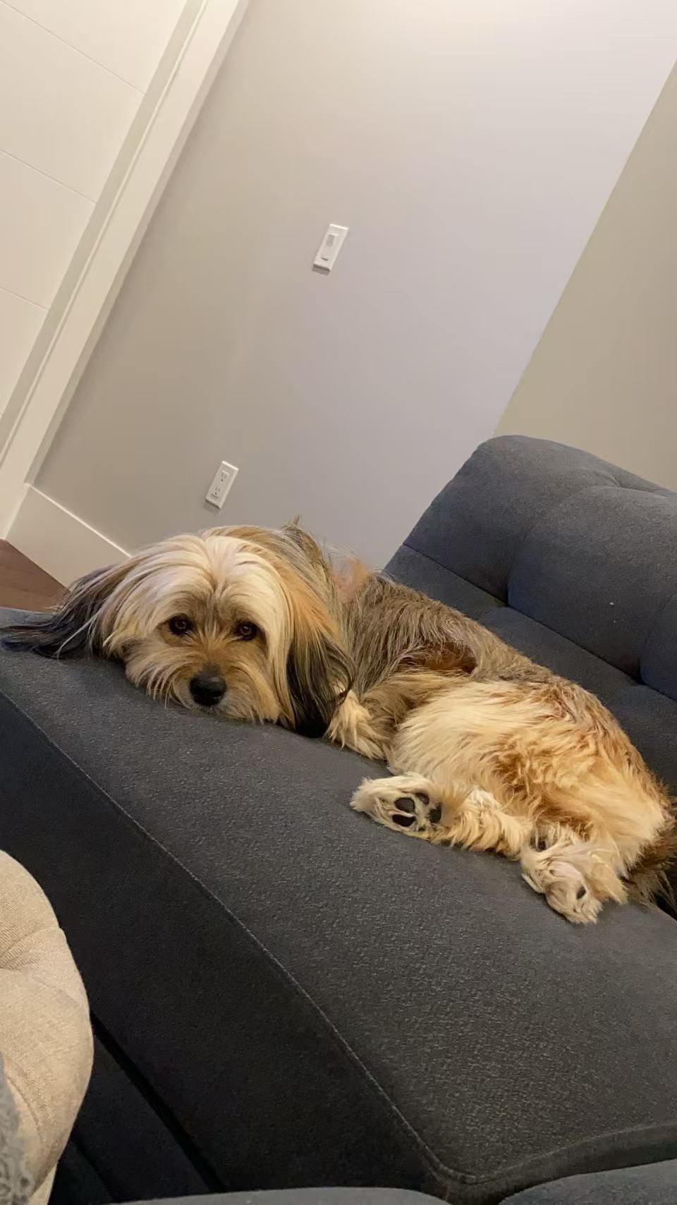 Enlarge Dora, a Adopted mixed breed in Richmond, BC image 5/6