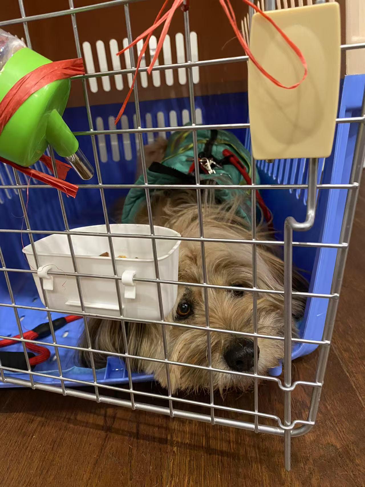 Enlarge Dora, a Adopted mixed breed in Richmond, BC image 6/6