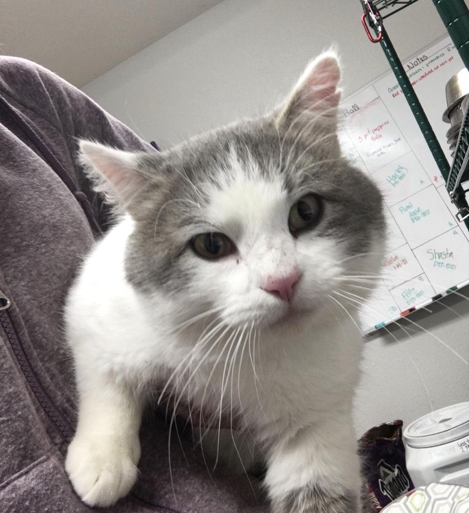 Enlarge Aaron, a Adopted Domestic Short Hair in Bolivar, MO image 2/2