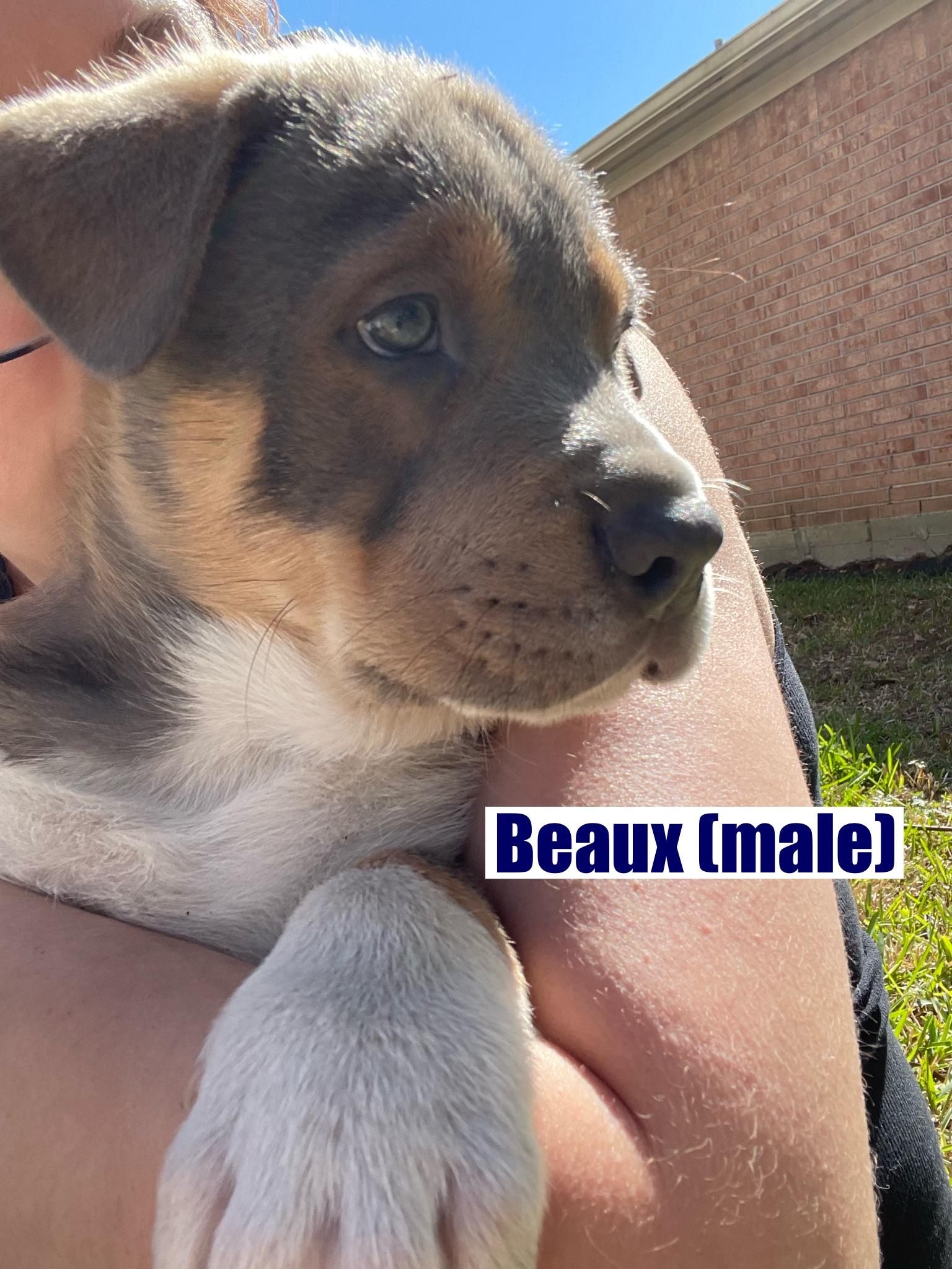 Beaux, Adoptable, Puppy Male Shar-Pei & Husky.