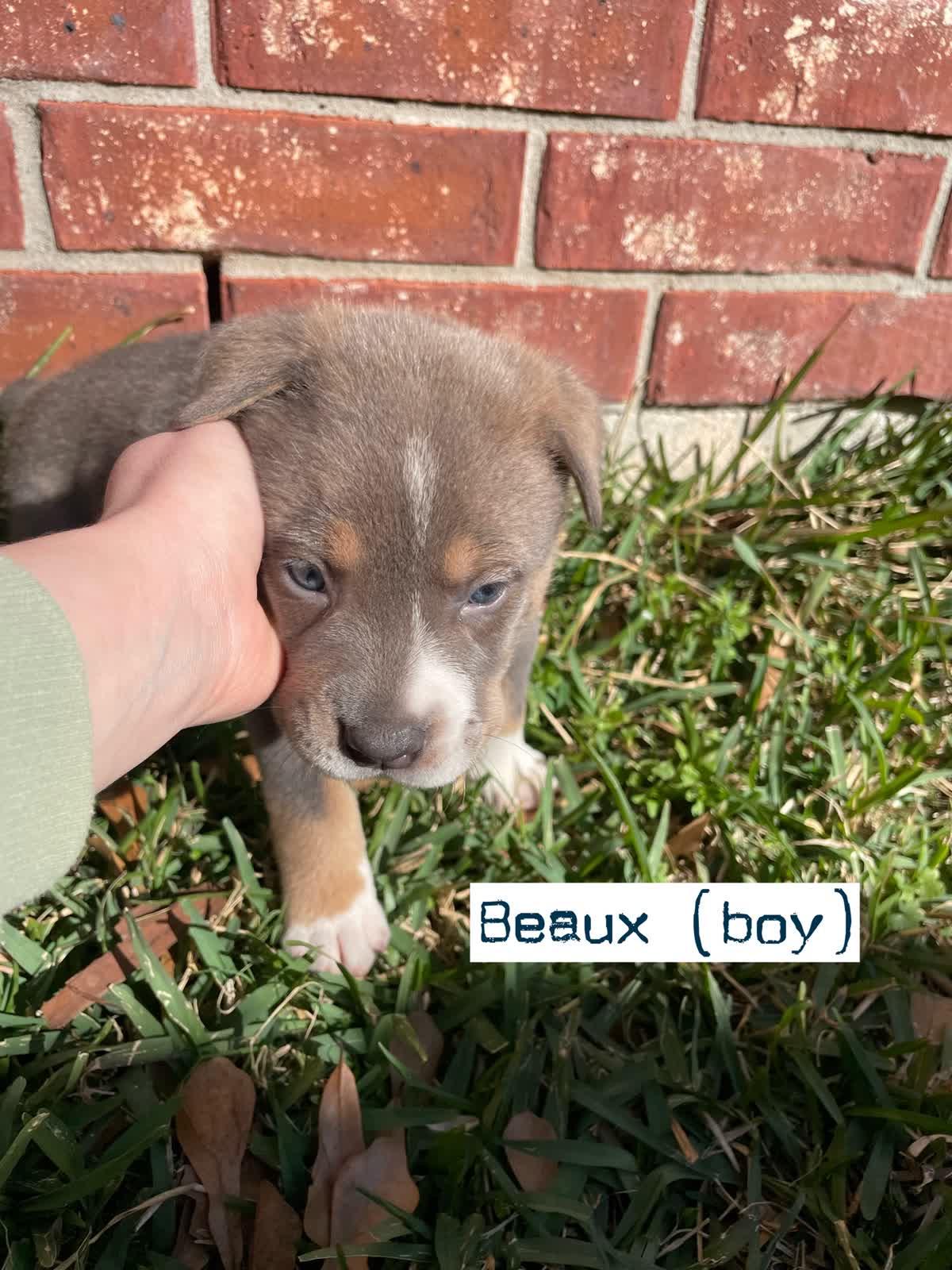 Enlarge Beaux, a Adoptable mixed breed in Orlando, FL image 4/4