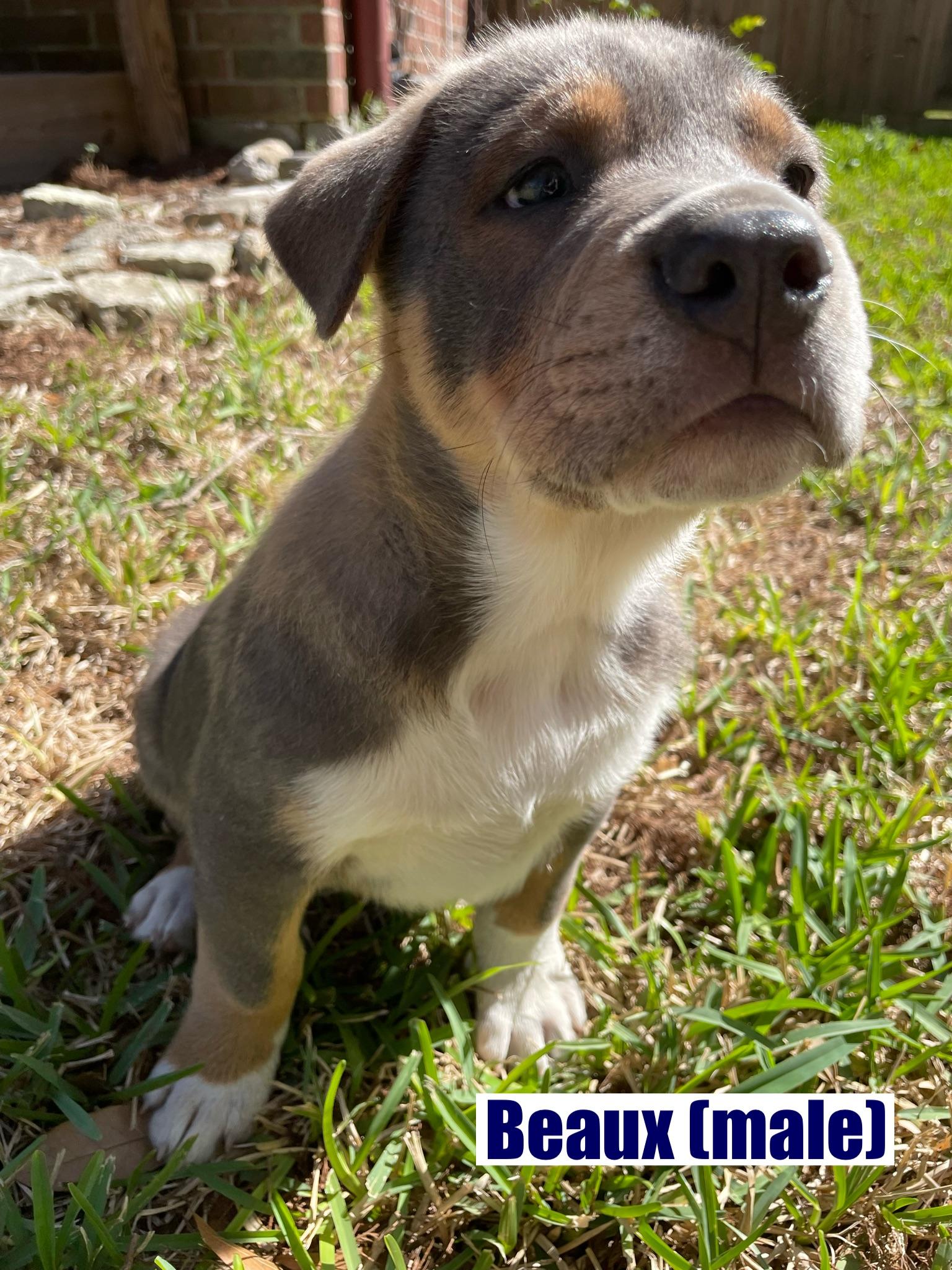 Enlarge Beaux, a Adoptable mixed breed in Orlando, FL image 2/4