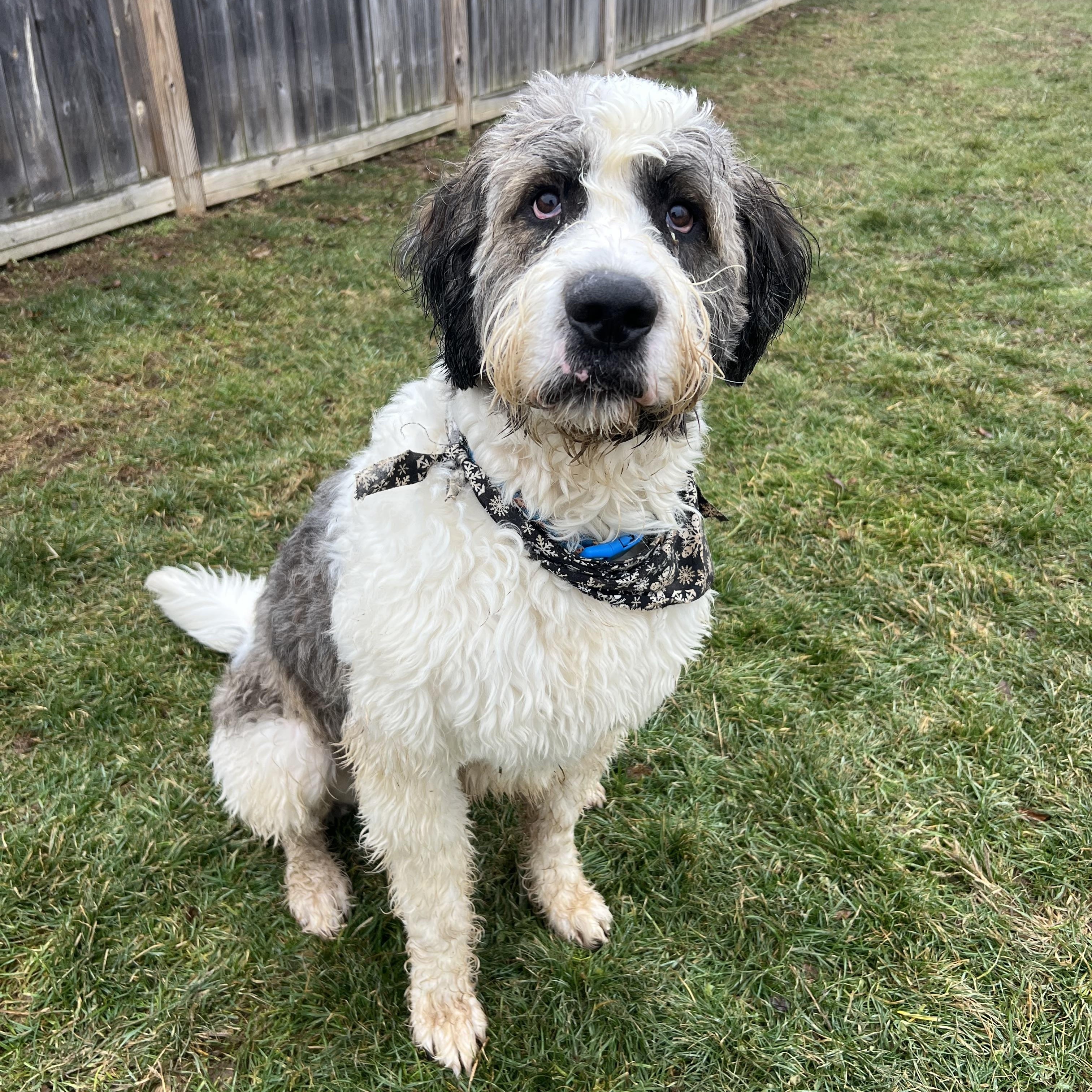 Jax, ADOPTABLE, Adult Male Saint Bernard & Standard Poodle.