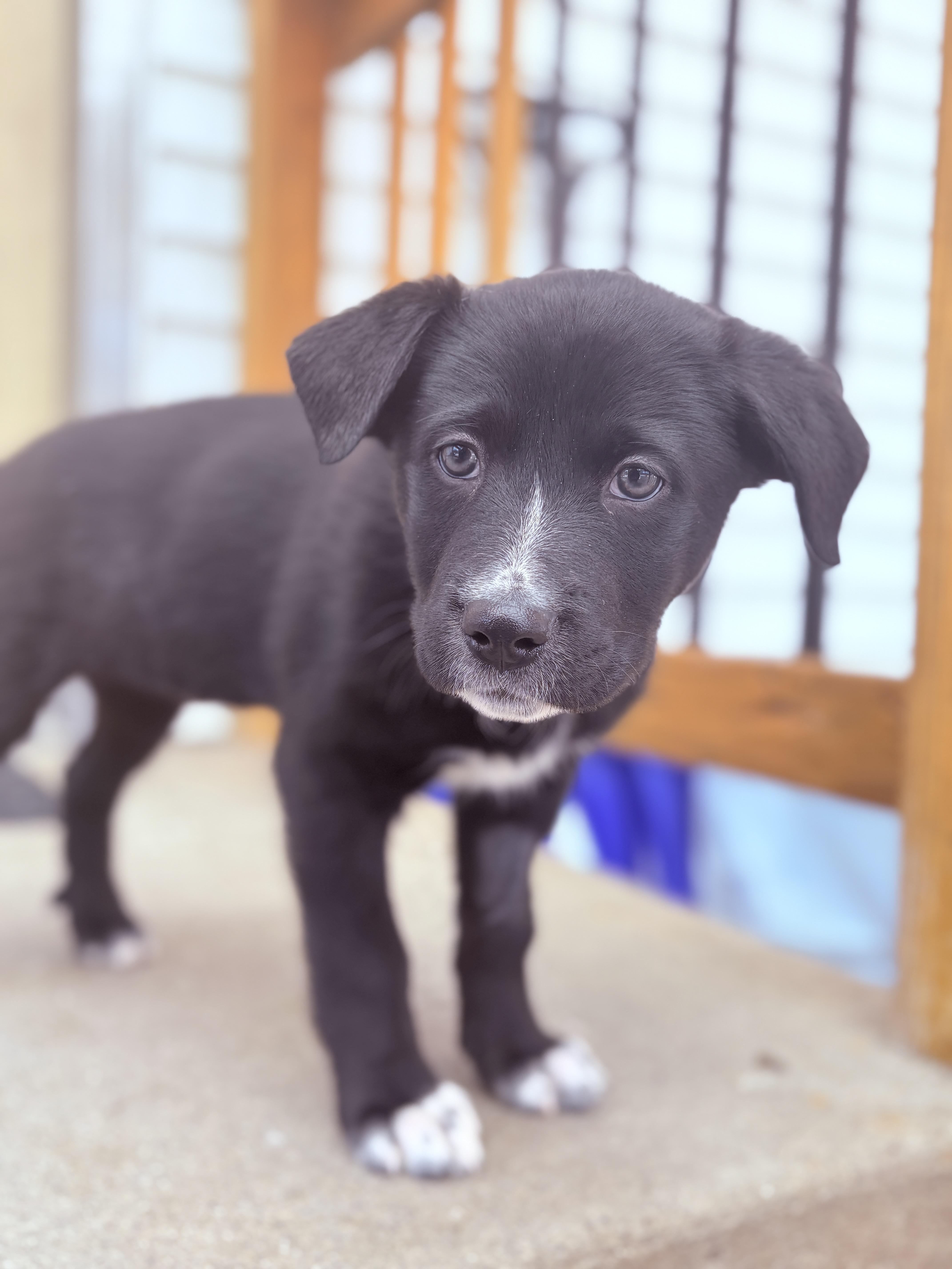 Siena , adoptable, Puppy Female German Shepherd Dog.