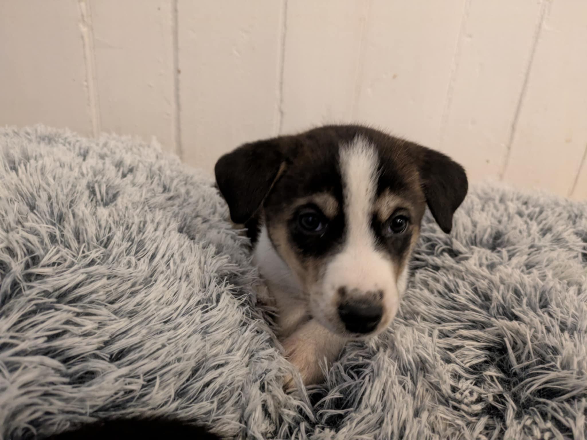 Leia, an adoptable Husky in Hawkestone, ON, L0L 1T0 | Photo Image 4