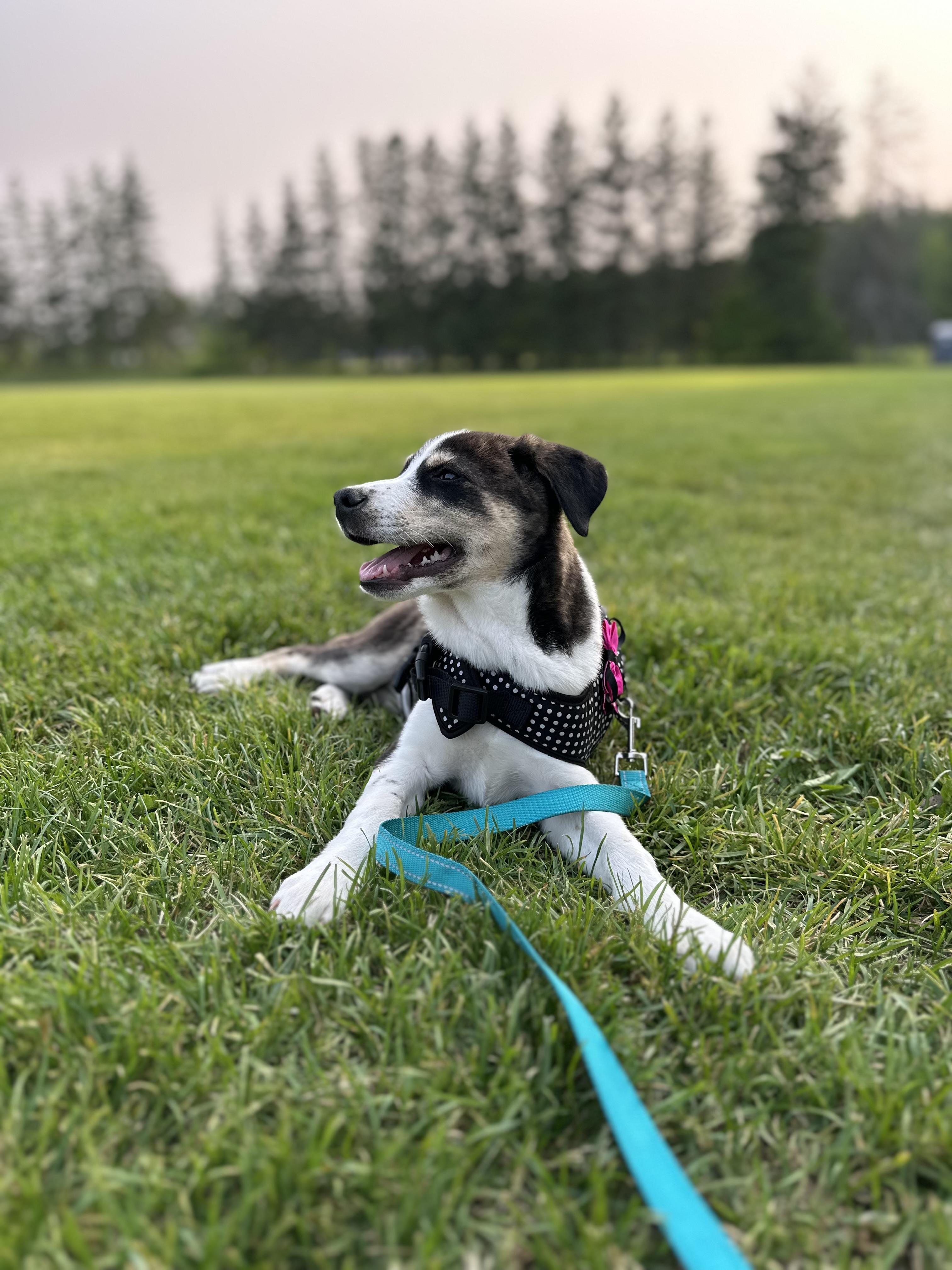 Leia, an adoptable Husky in Hawkestone, ON, L0L 1T0 | Photo Image 1
