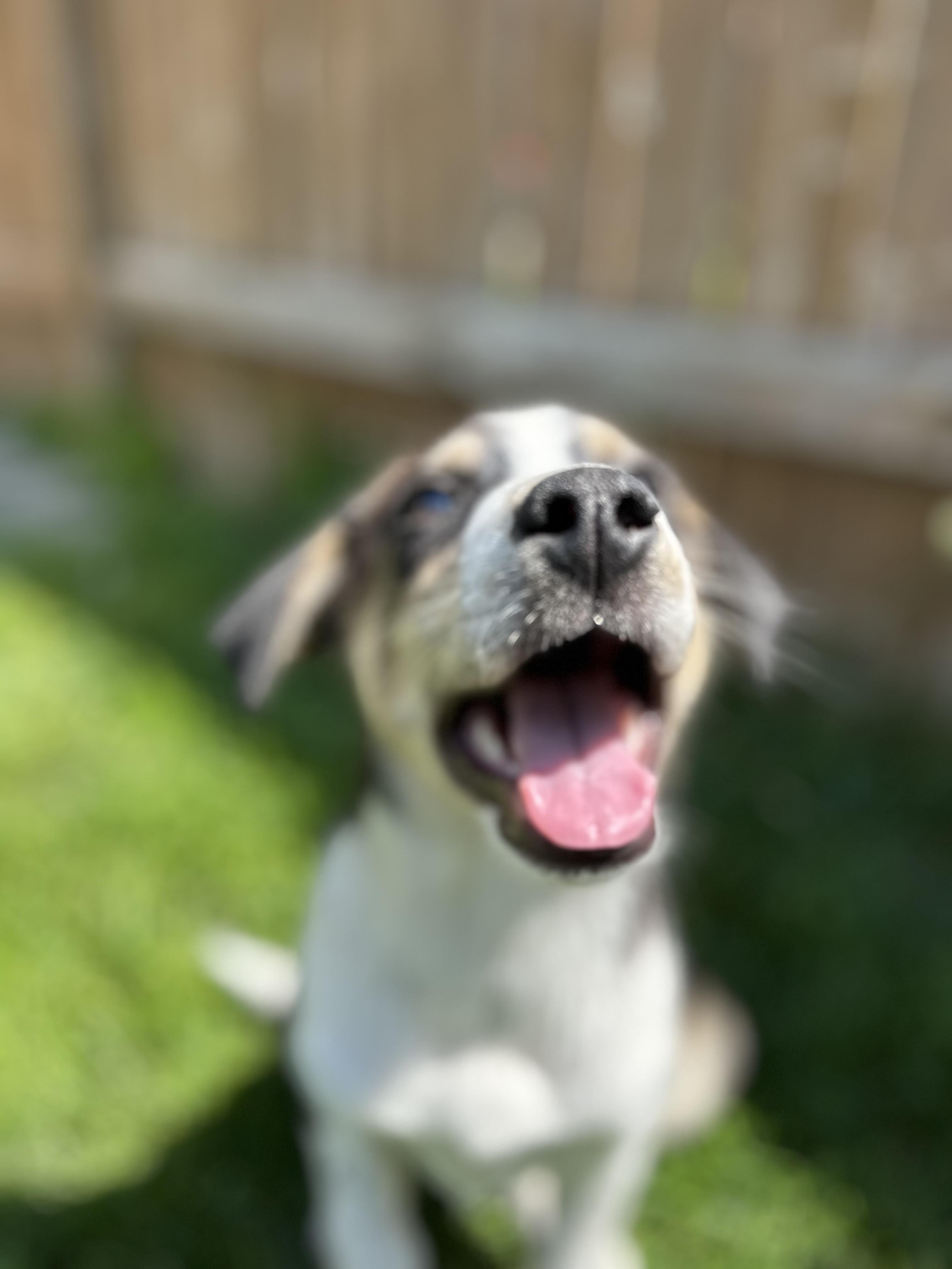 Leia, an adoptable Husky in Hawkestone, ON, L0L 1T0 | Photo Image 5