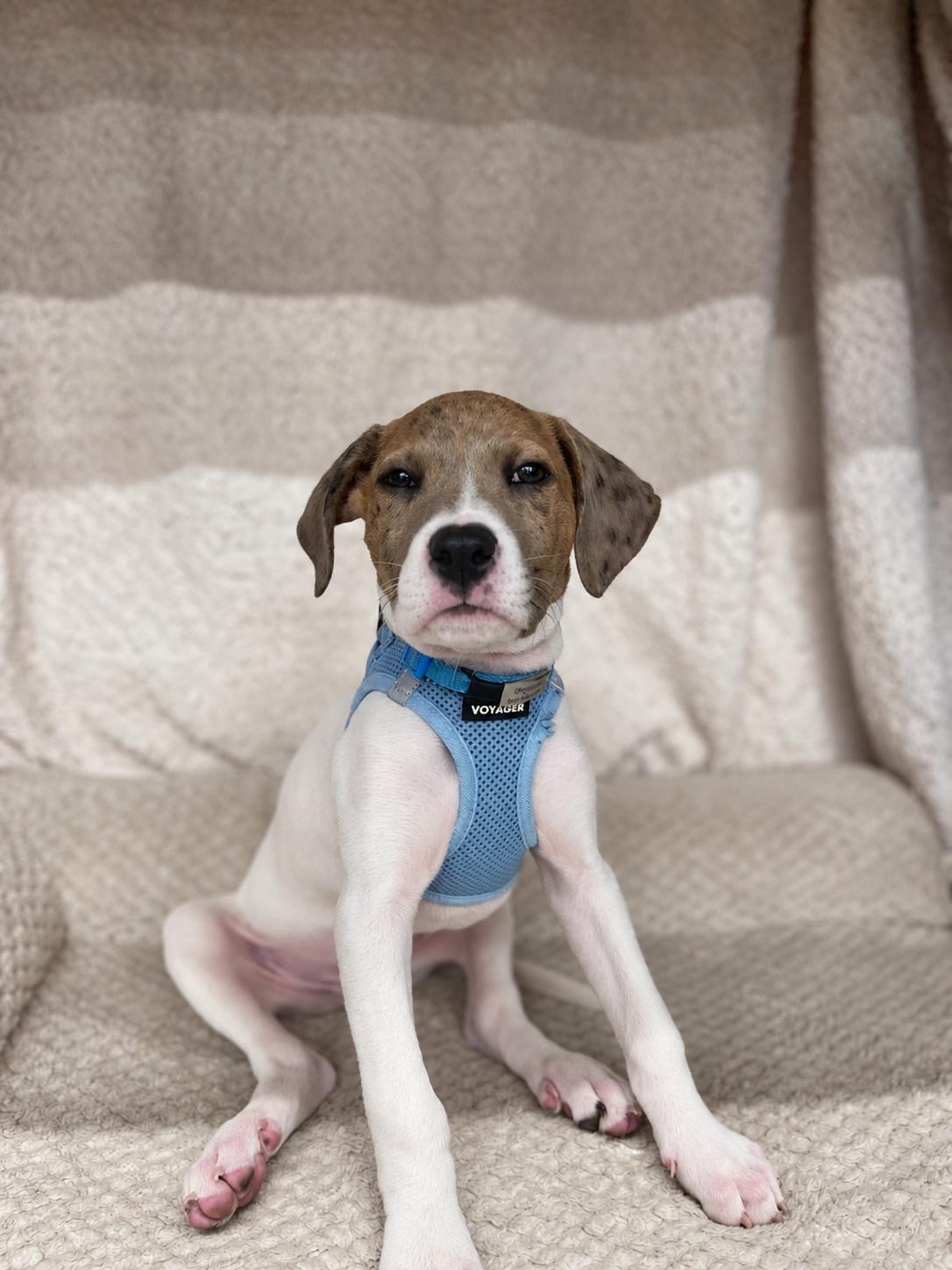 Enlarge JJ, a Adoptable mixed breed in Awendaw, SC image 1/1