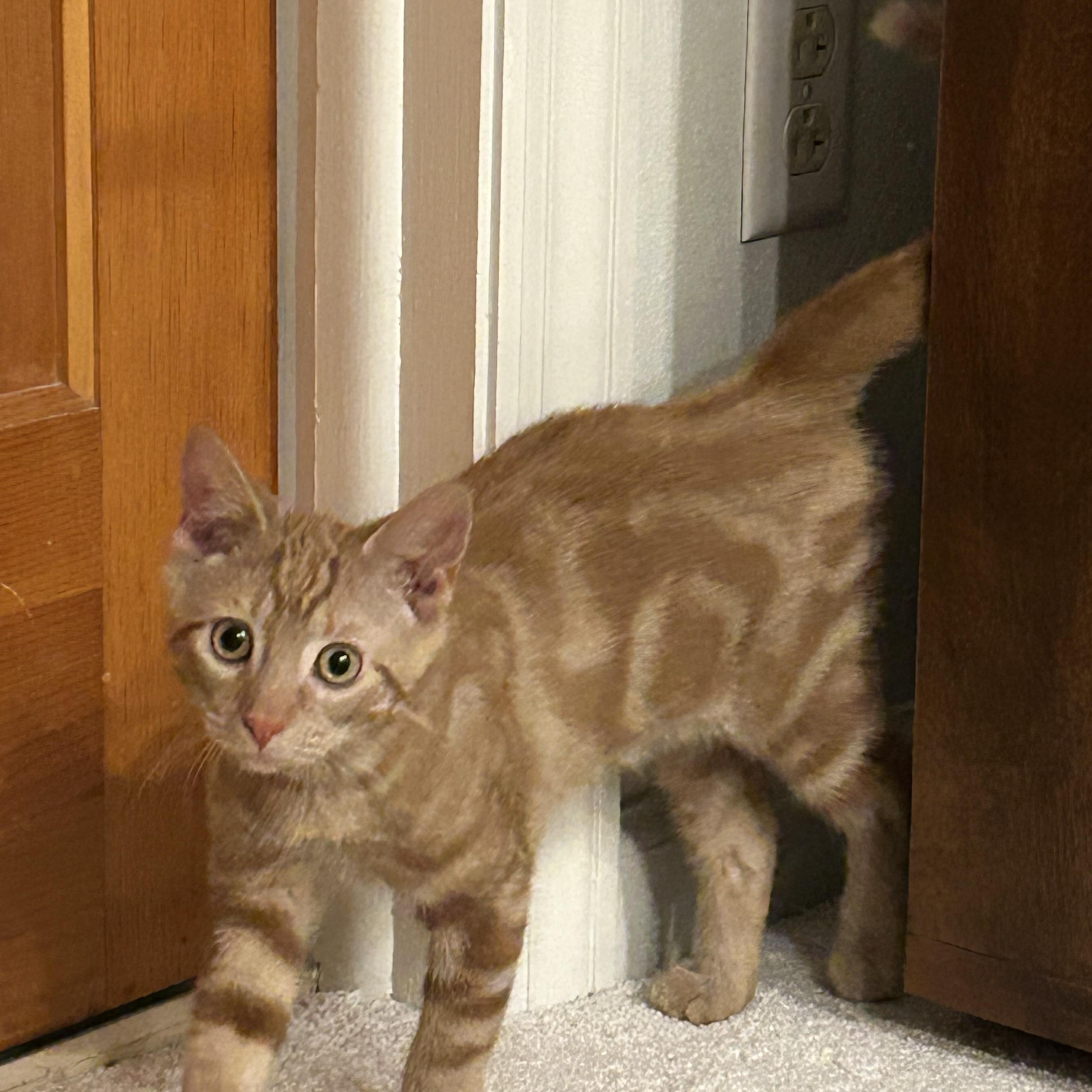 Max, Adopted, Kitten Male Domestic Short Hair.