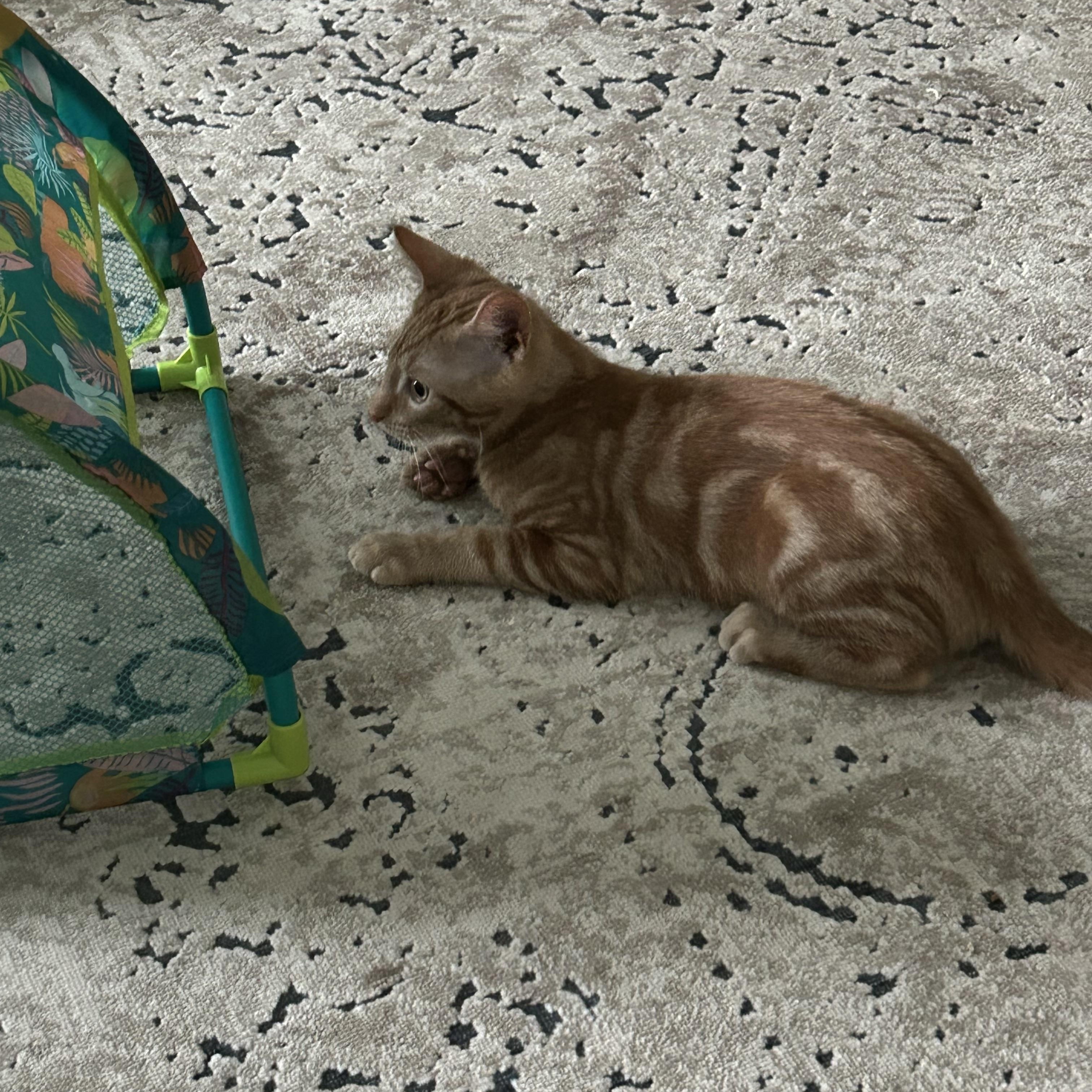 Max, a Adopted Domestic Short Hair in Springdale, PA image 2/3