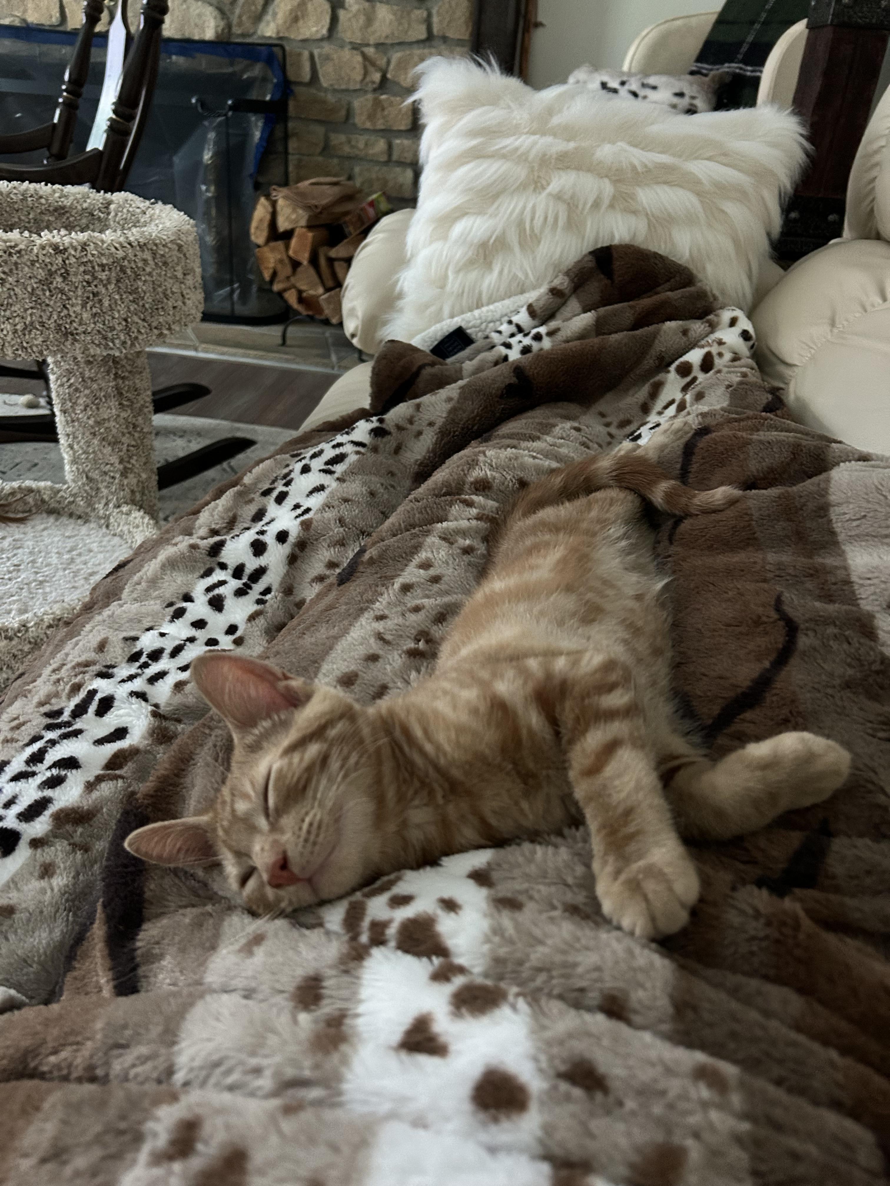 Max, a Adopted Domestic Short Hair in Springdale, PA image 3/3