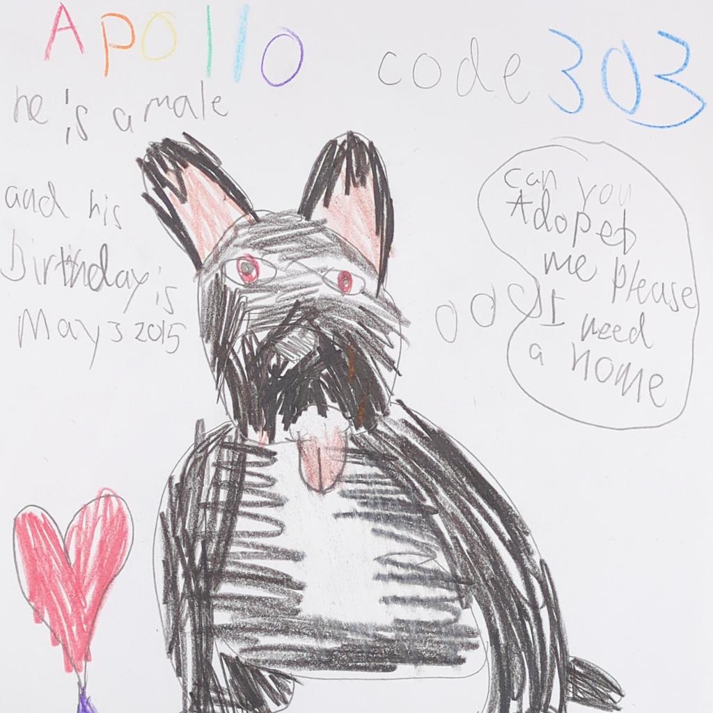 Enlarge Apollo, a Adoptable mixed breed in Kanab, UT image 1/6