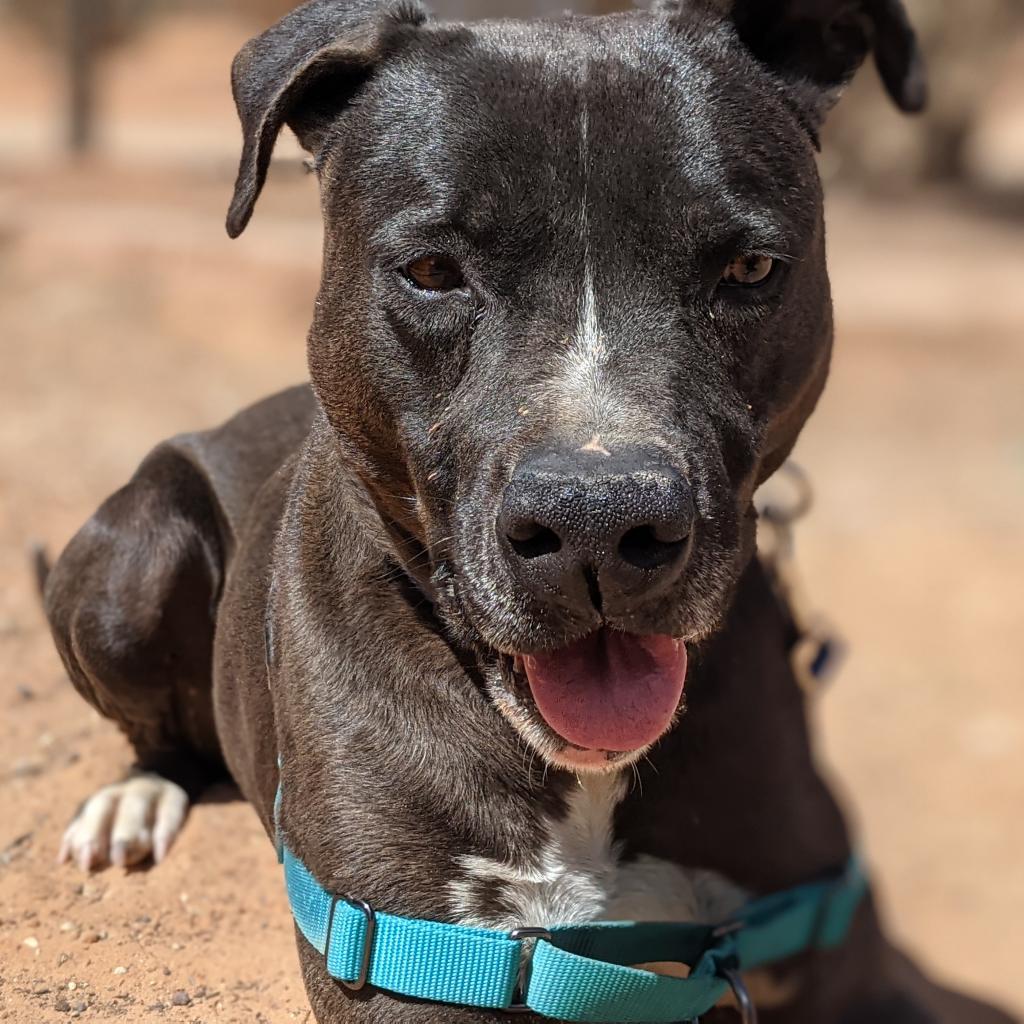 Enlarge Apollo, a Adoptable mixed breed in Kanab, UT image 2/6