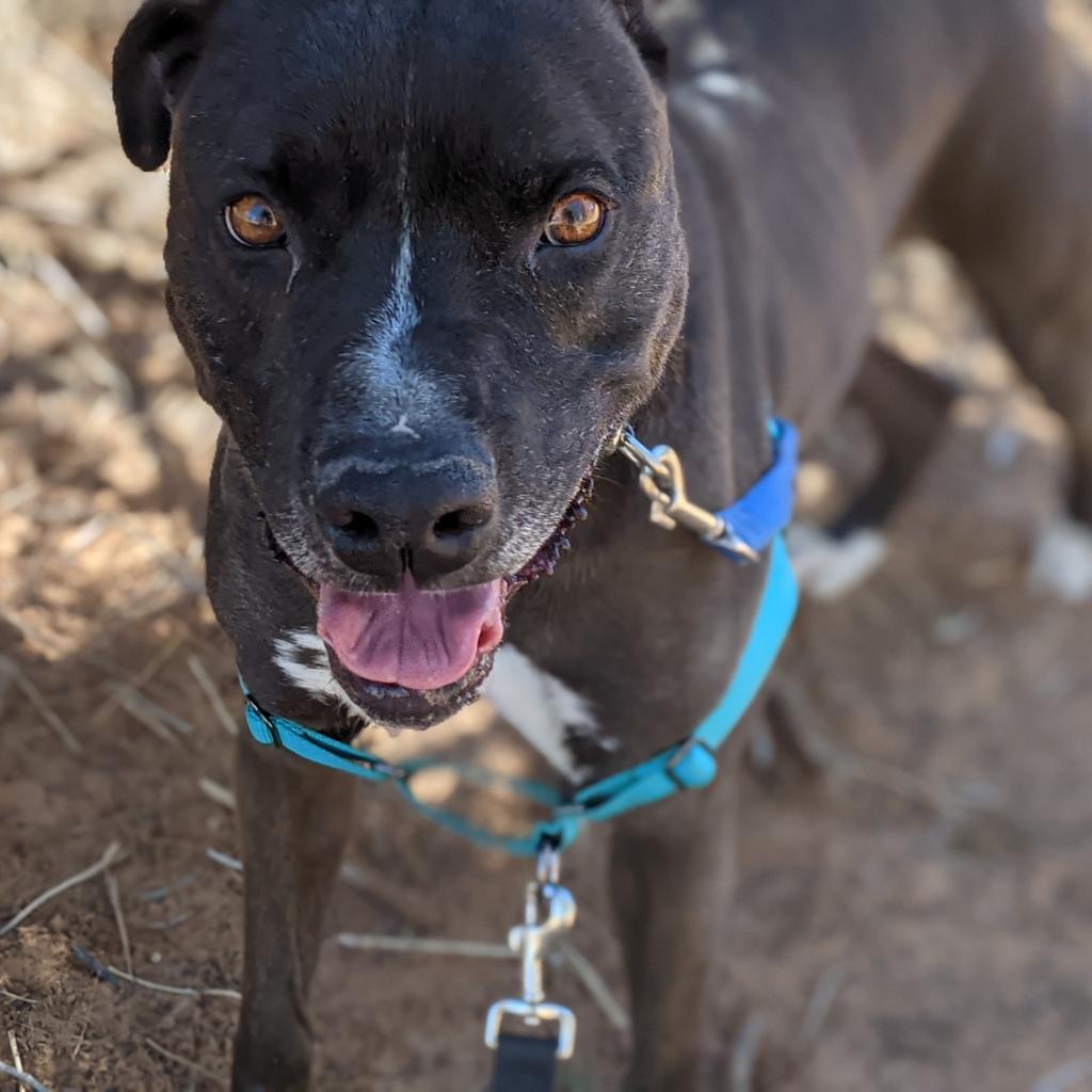 Enlarge Apollo, a Adoptable mixed breed in Kanab, UT image 3/6