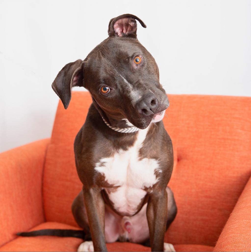 Enlarge Apollo, a Adoptable mixed breed in Kanab, UT image 4/6
