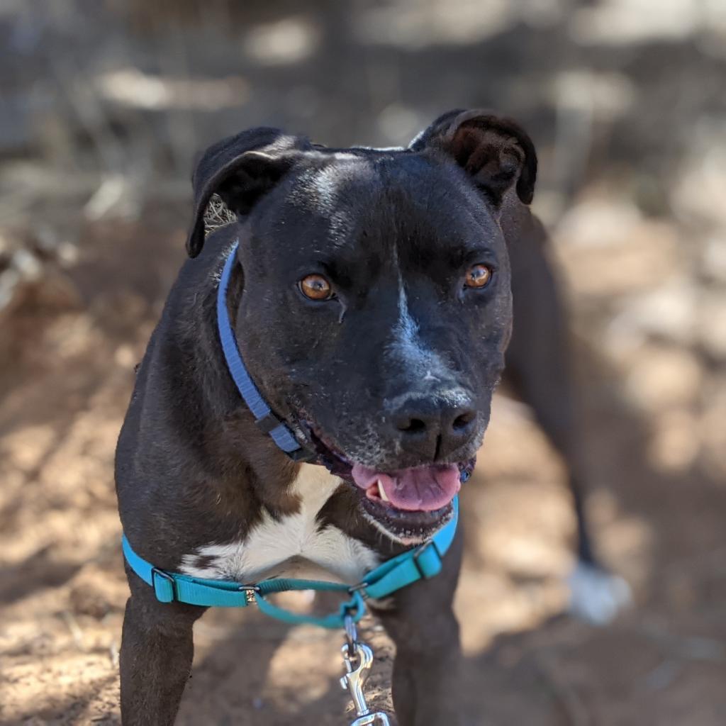 Enlarge Apollo, a Adoptable mixed breed in Kanab, UT image 5/6